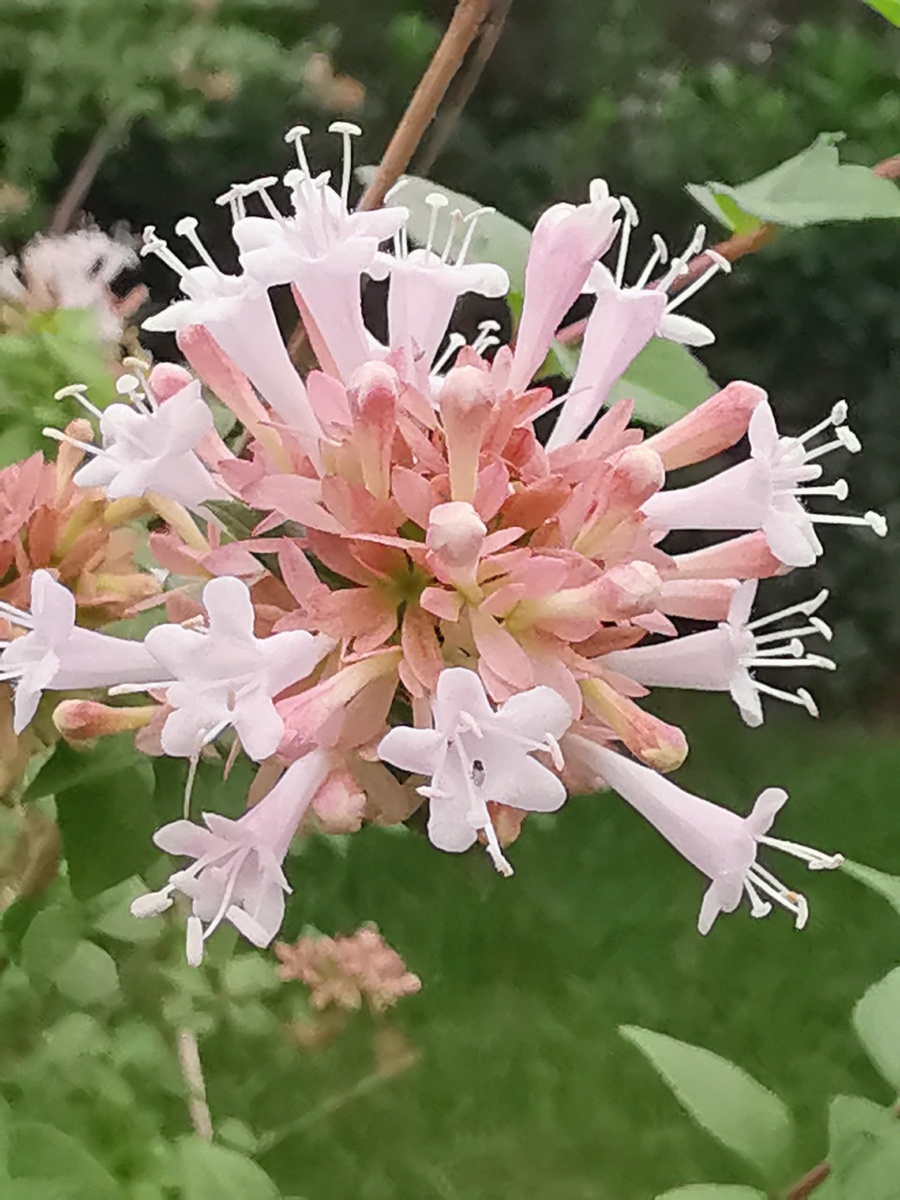 糯米条花手机微距