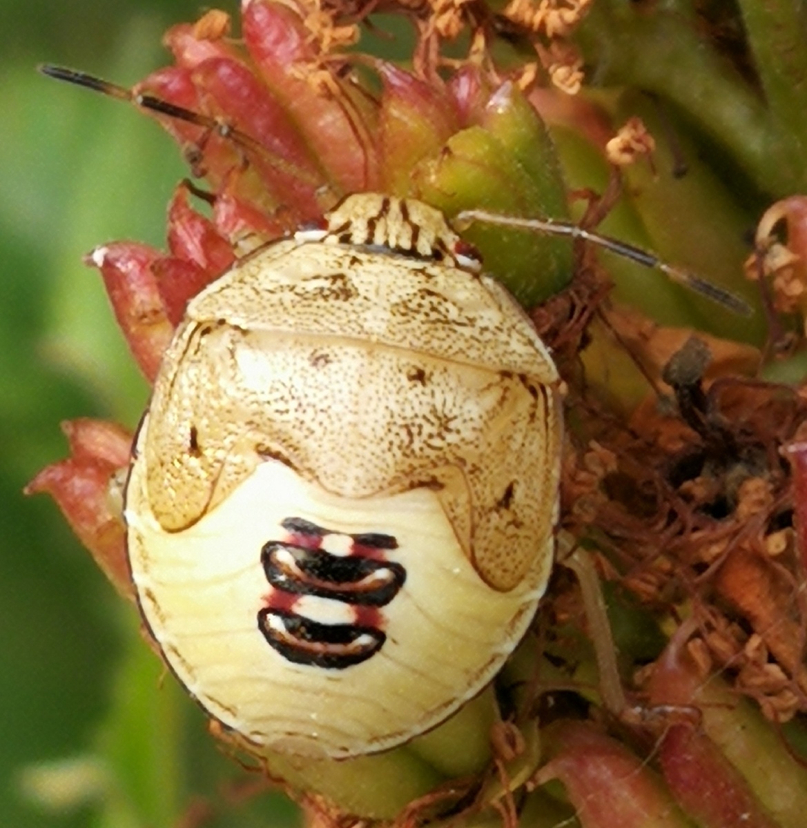 虫儿,图,虫儿第三季(瓢虫专辑)