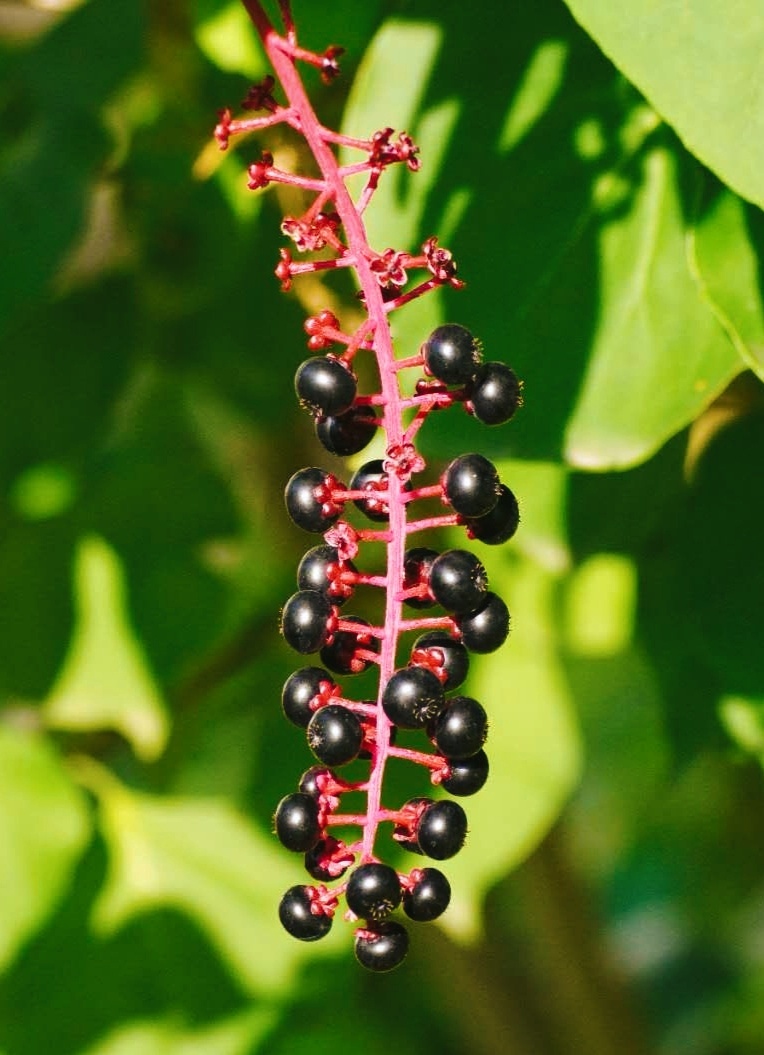 此植物名叫商陆