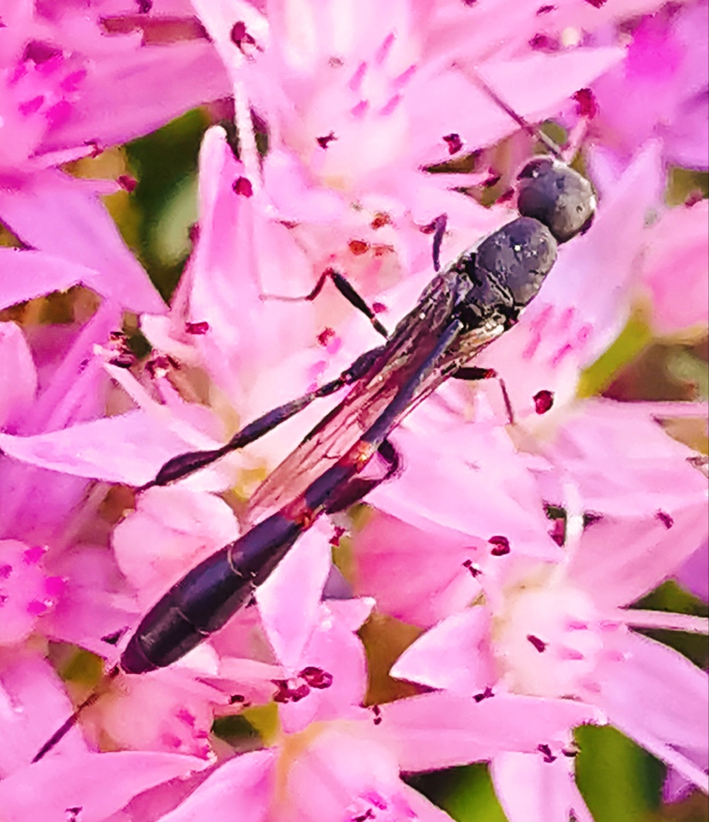 红脚细腰蜂 - 井志会 - 图虫