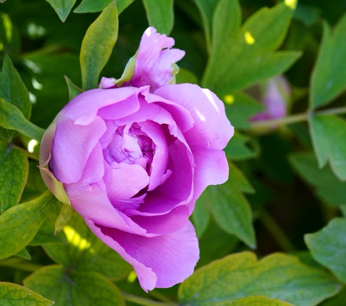 国花牡丹拍摄地点莲花池公园