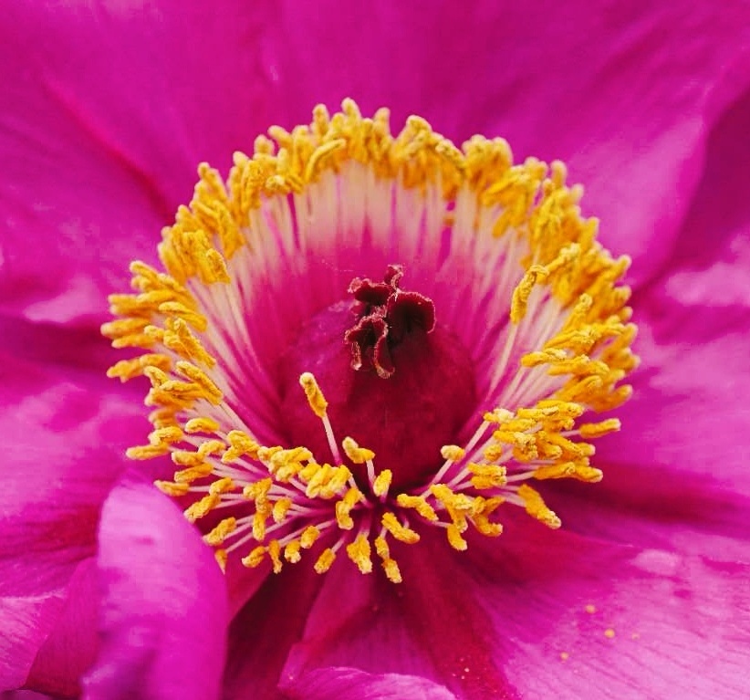 牡丹花蕊(拍摄于景山公园) - 井志会 - 图虫