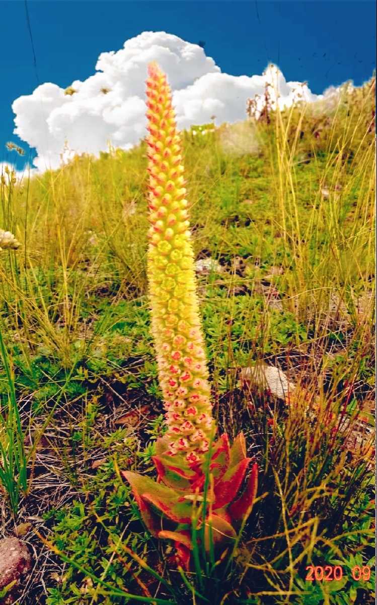 钝叶瓦松生长于张北坝上