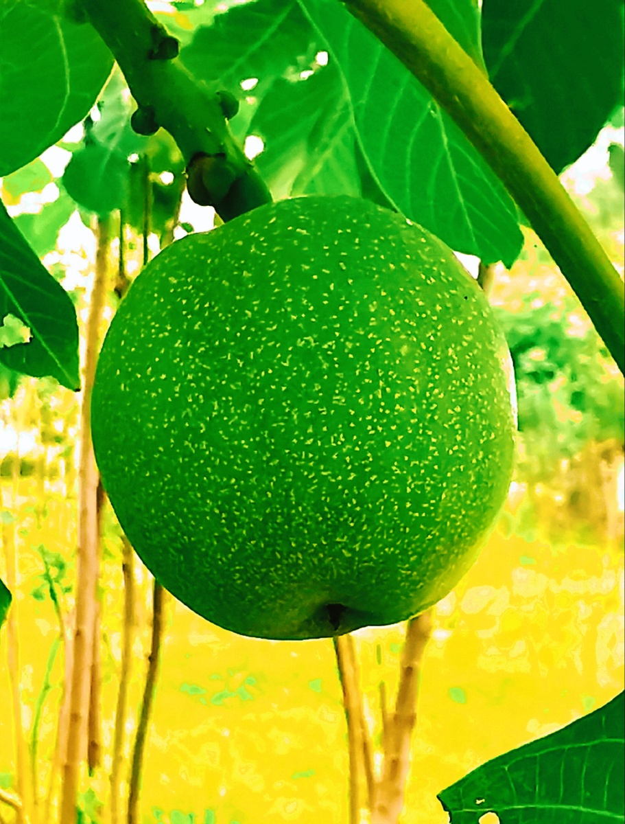 青核桃拍摄地点中顶庙