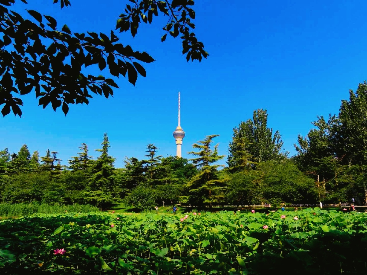 玉渊美景(拍摄地点,玉渊潭公园)