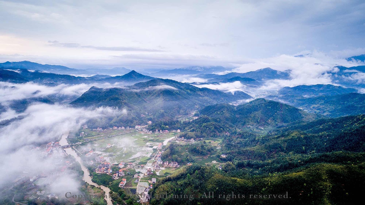 狗牯脑茶原产地遂川汤湖镇