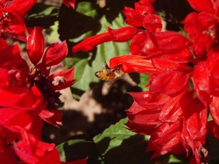 黄台湖蜜蜂