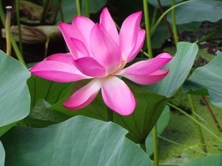 广场公园的荷花