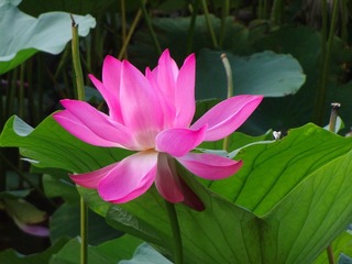 广场公园的荷花