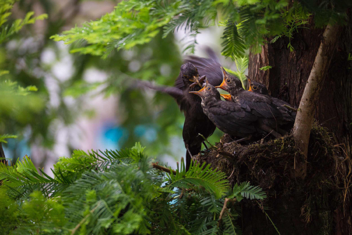 一个乌鸦正在哺育下一代