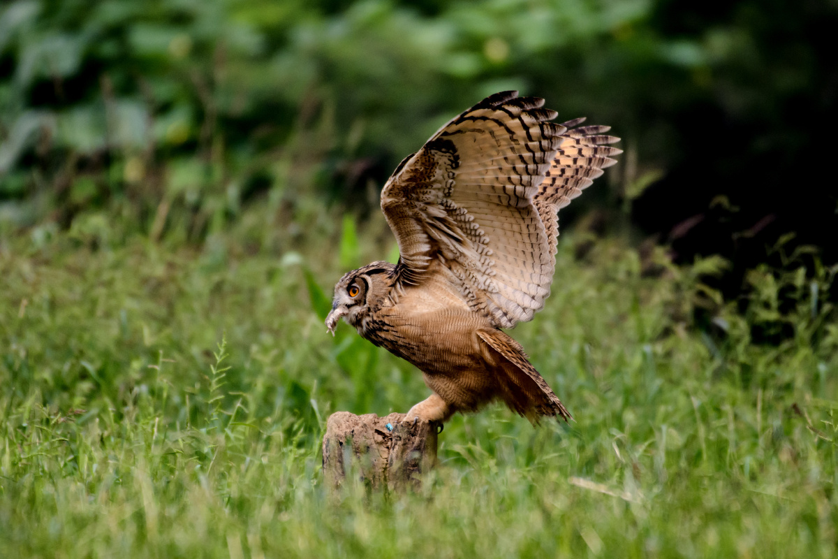 雕鸮的飞行捕食姿势