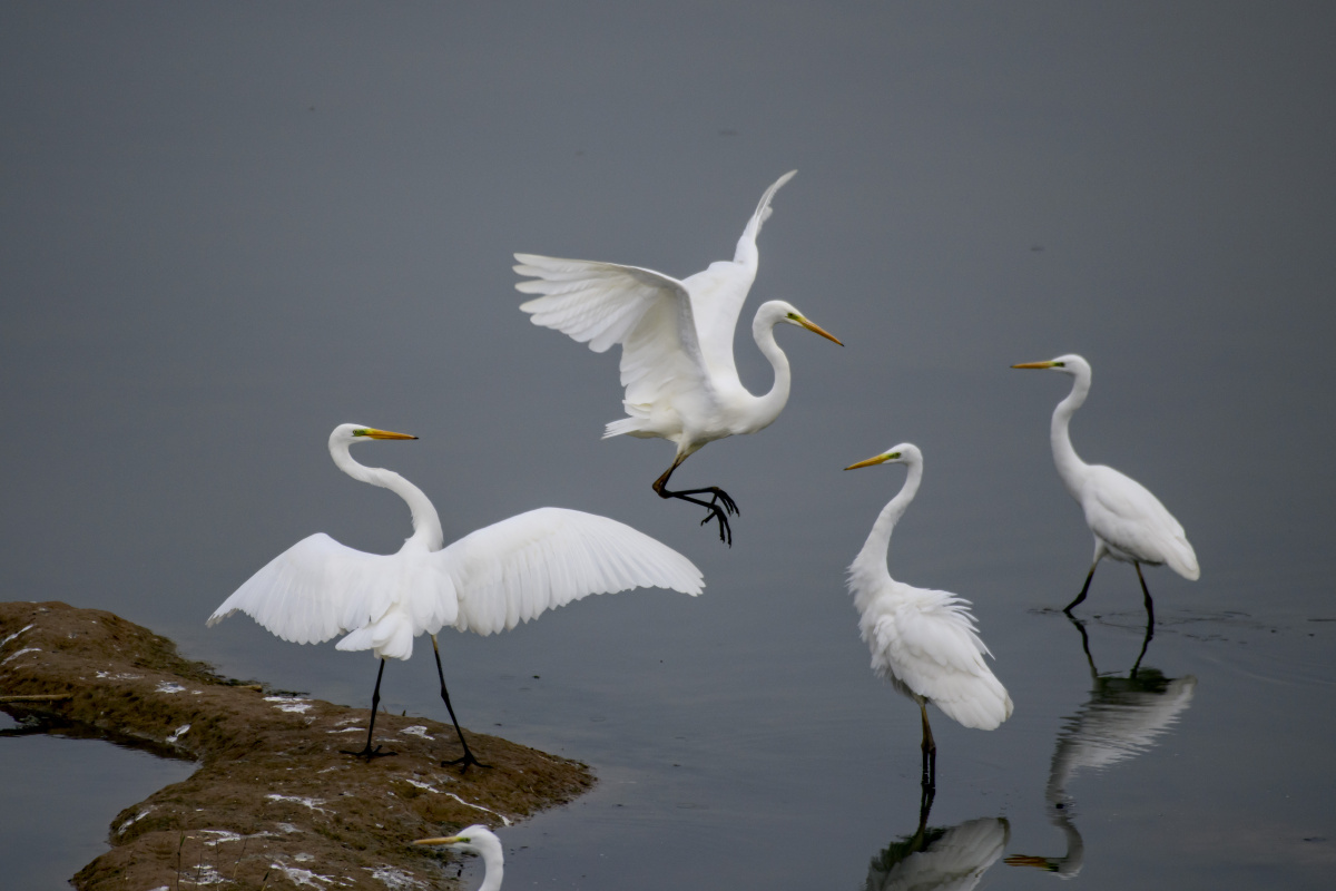 一组白鹭图 - 郑宏辉457 - 图虫