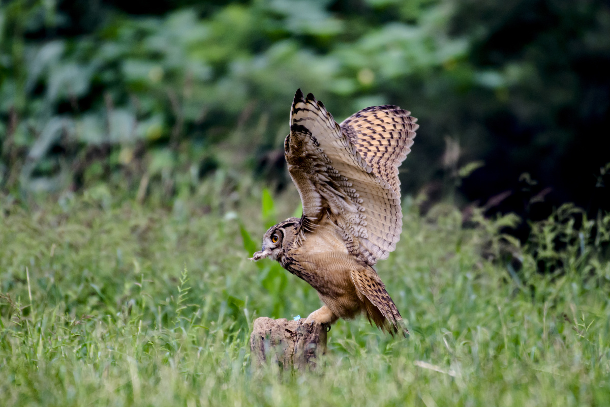 雕鸮的飞行捕食姿势