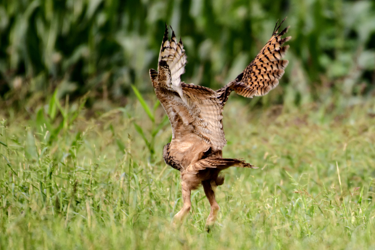 雕鸮的飞行捕食姿势