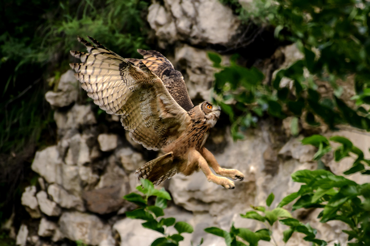 雕鸮的飞行捕食姿势
