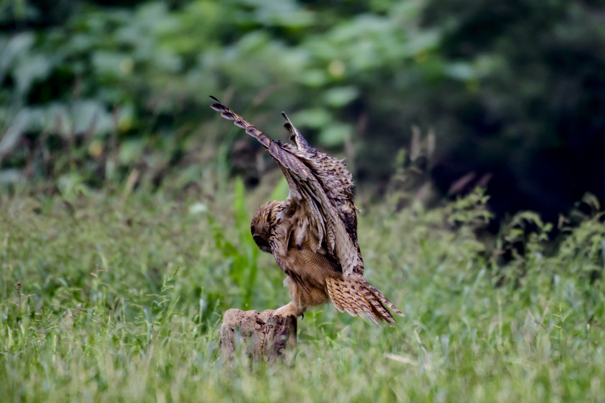 雕鸮的飞行捕食姿势