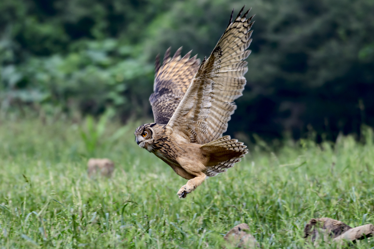 雕鸮的飞行捕食姿势