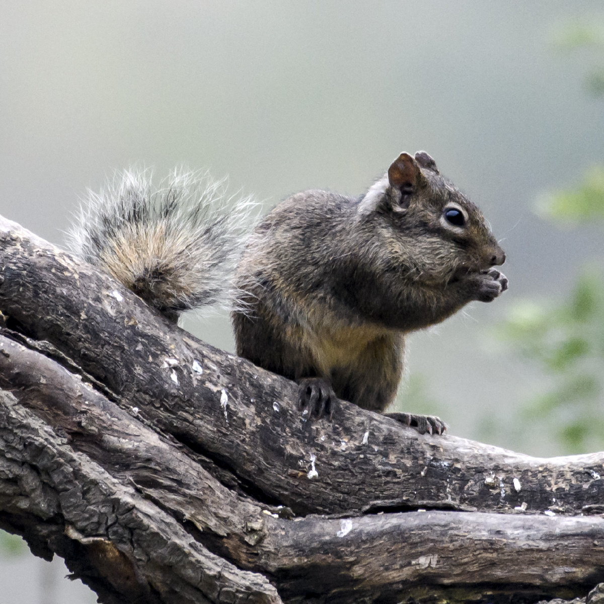 4572020年10月31日拉黑1林中之成2021年1月24日拉黑一泓秋水12020年11