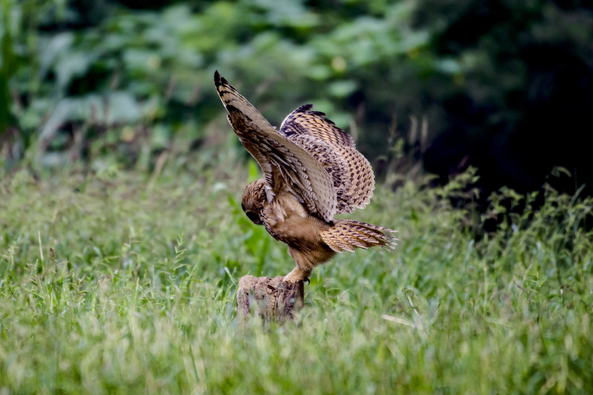雕鸮的飞行捕食姿势