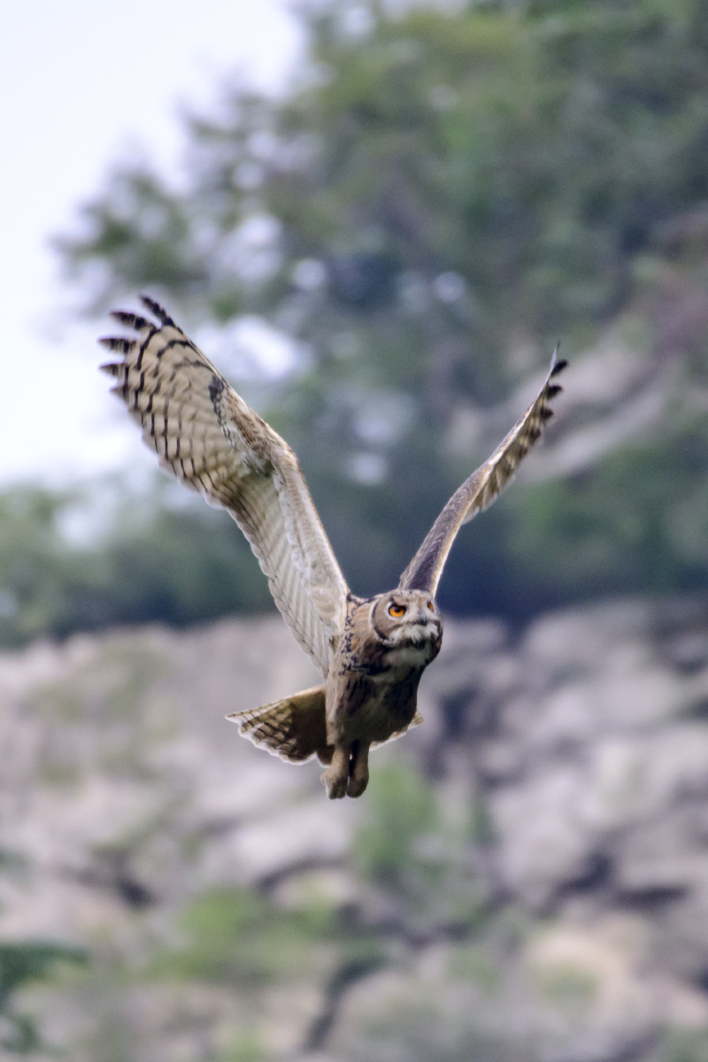 雕鸮的飞行捕食姿势