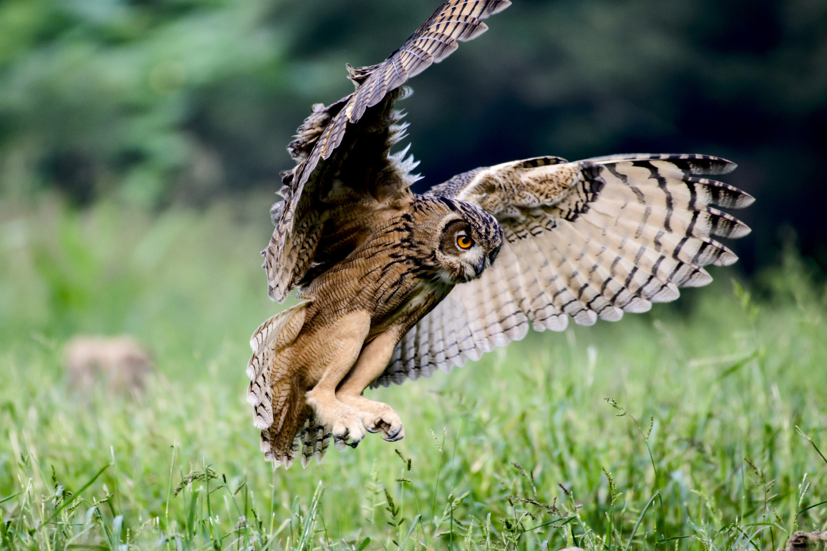 雕鸮的飞行捕食姿势