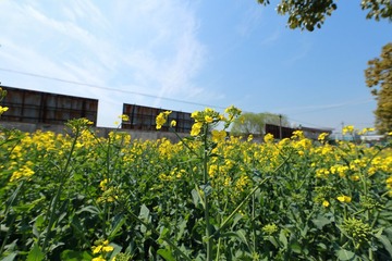 DPP_0011