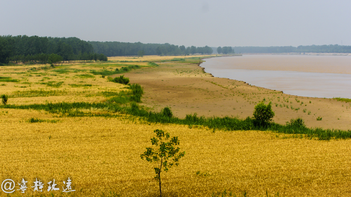 黄河岸边小麦黄