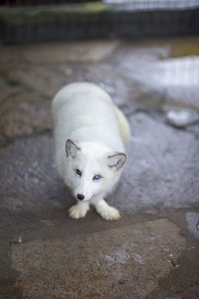 千年白狐,青丘白浅.宠物,不是狗