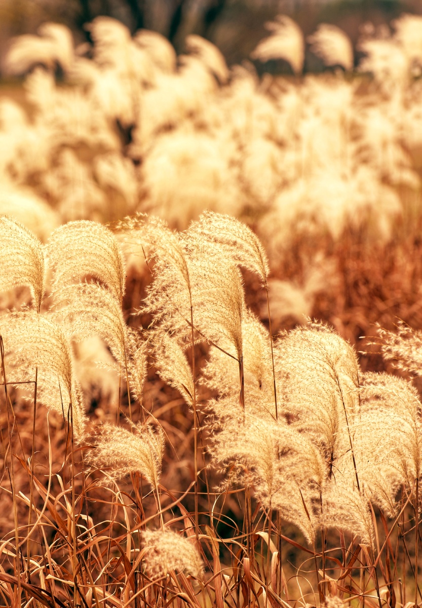 黄昏,沐在夕阳下的芦苇