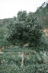 DSC_0081 拷贝