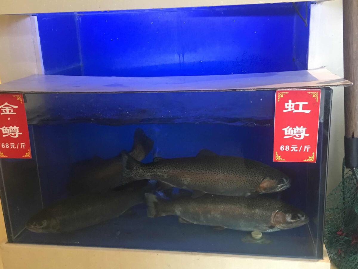 胖头鱼养殖技术,四大鱼之一的胖头鱼怎么繁殖?
