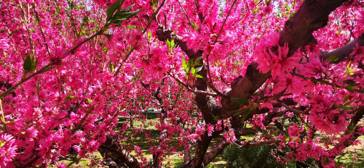 北京城市环境花园紫色桃花开