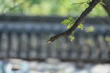 初春 2016年4月14日北京东城区天坛公园_131