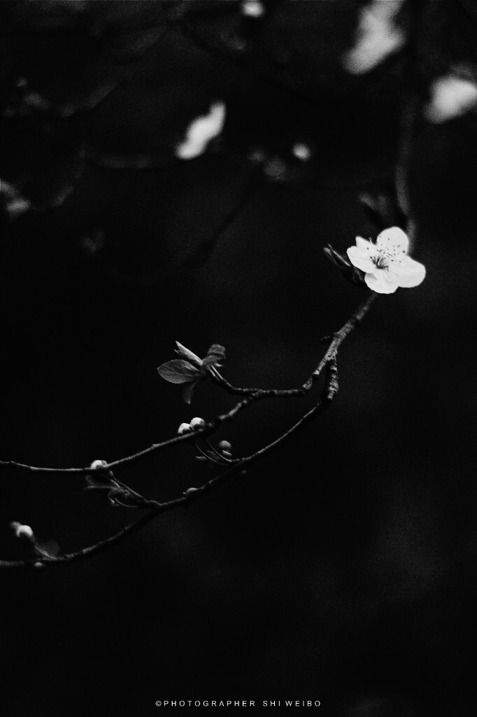 那天，<br />
我梦见了一朵花。