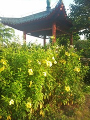 黄蝉.jpg