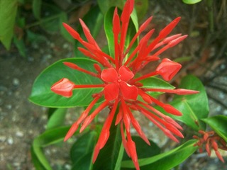 龙船花.jpg