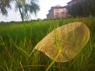 菩提树叶.jpg