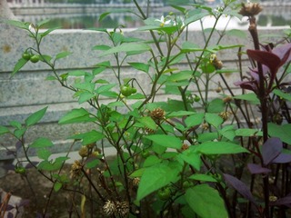 茄科植物龙葵.jpg