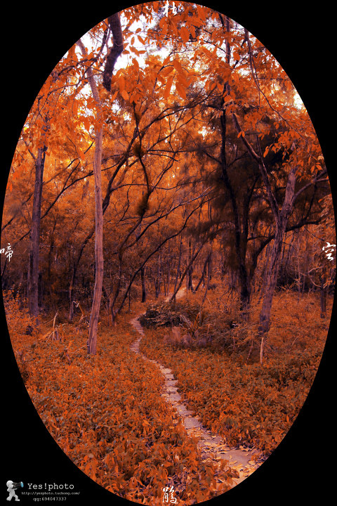 杜鹃·空啼 拍摄于深圳大学杜鹃山 随摄 - 杜鹃·空啼 拍摄于深圳大学