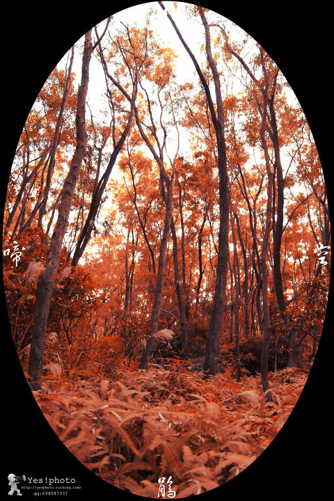 杜鹃·空啼 拍摄于深圳大学杜鹃山 随摄