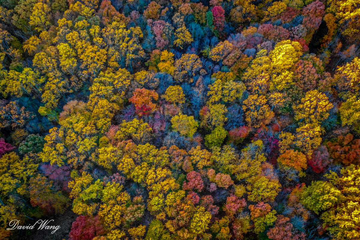 上帝的调色板-今天航拍了后院小树林的秋色