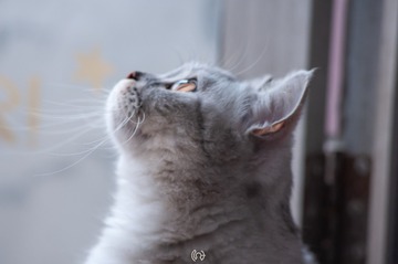1000007229