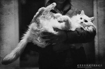 家猫