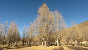 _DSC3156 拷贝