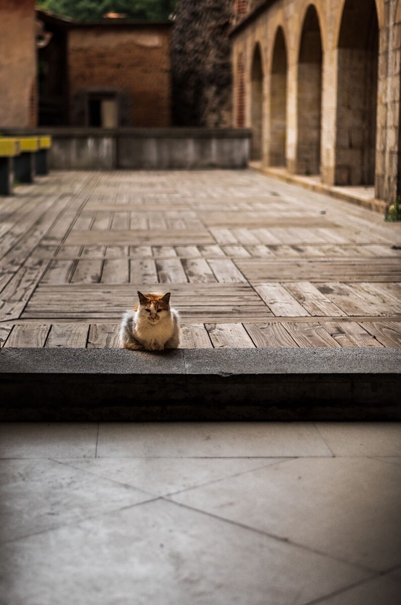 安静的小猫