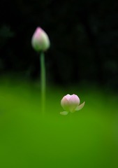 77C50EBA-FD23-4518-8E38-8917002E6ED2/L0/001