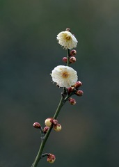 A7727375-EB10-4B19-80C1-991B0EBC5853/L0/001