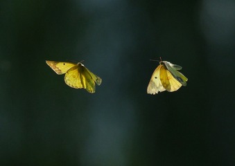 D29F1474-C5E6-4E22-9115-ADAEA4B31863/L0/001