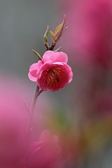 红梅