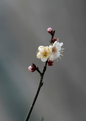 隆冬腊月里，梅花朵朵开。